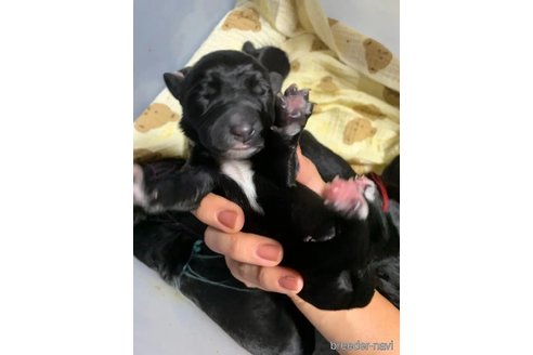 成約済の熊本県のミックス犬-341622の12枚目